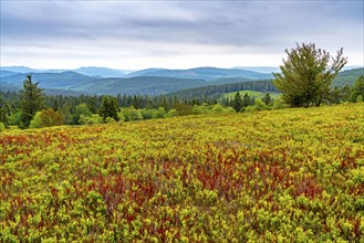 Landscape on the Kahler Asten, mountain, in the Hochsauerland district, Hochheide, North