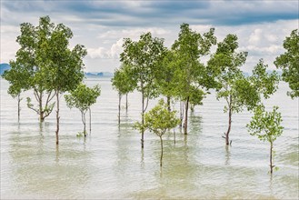 Trees in the water on a flooded stretch of beach on the island of Koh Yao Noi, water level, climate