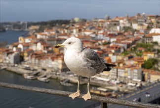 A close-up of a seagull white plumage and yellow beak in focus, with the picturesque Ribeira