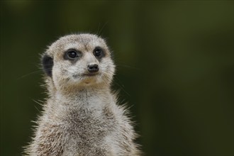 Meerkats (Suricata suricatta), captive, occurring in southern Africa