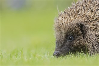 European hedgehog (Erinaceus europaeus) adult animal walking on a garden grass lawn, England,