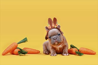 Cute fawn French Bulldog dog puppy dressed up as Easter bunny with rabbit ears headband and carrots