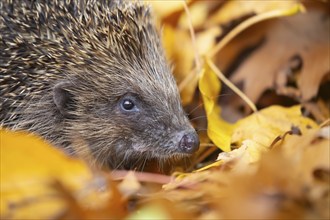 European hedgehog (Erinaceus europaeus) adult animal amongst fallen autumn leaves, England, United