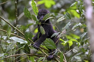 Western lowland gorilla (Gorilla gorilla gorilla) near the Baï-Hokou forest clearing, juvenile,