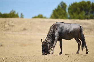 Blue wildebeest (Connochaetes taurinus) standing in the dessert, captive, distribution Africa