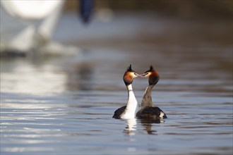 Great crested grebe (Podiceps cristatus) two adult birds performing their courtship display on a