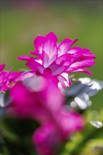 Flowering Christmas cactus (Schlumbergera), Germany, Europe