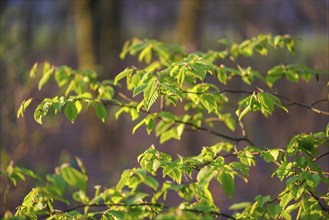 Young beech leaves in spring, Germany, Europe