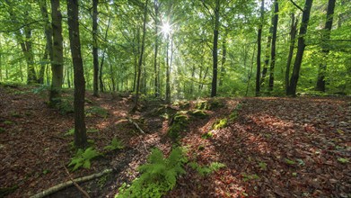 Natural deciduous forest in the morning light, the sun shines through the green foliage, Ziegeroda