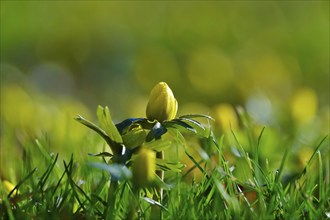 Winter aconites (Eranthis hyemalis), Germany, Europe