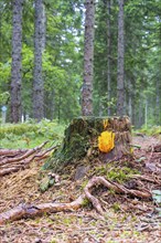 Tree stump with yellow stagshorn (Calocera viscosa) in a coniferous forest at autumn