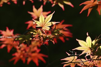 Red leaves of Maple (Acer rubrum) close up