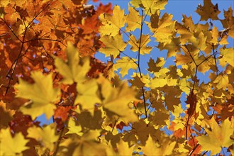 Autumn leaves (Acer), in warm yellow and orange tones against a clear blue sky, autumn, Ontario,