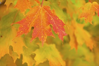 Colourful maple (Acer), with red and yellow autumn colours, New Hampshire, New England, USA, North