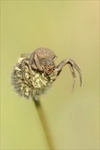 Crab spider (Xysticus spec.), Provence, Southern France