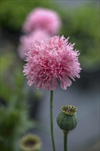 Flowers of the fringed poppy (Papaver laciniatum), Mecklenburg-Western Pomerania, Germany, Europe