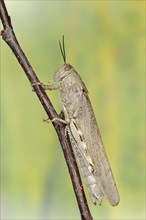 Egyptian locust (Anacridium aegyptium), Camargue, Provence, southern France