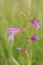 Illyrian gladiolus or wild gladiolus (Gladiolus illyricus), flowers, Camargue, Provence, southern