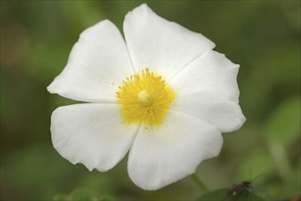 Sage-leaved rockrose (Cistus salviifolius), flower, Provence, southern France