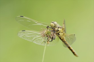 Black-tailed skimmer (Orthetrum cancellatum), female, North Rhine-Westphalia, Germany, Europe