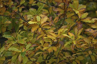 Magnolia (Magnolia spp.) tree with yellow leaves in the autumn, Suffolk, England, United Kingdom,