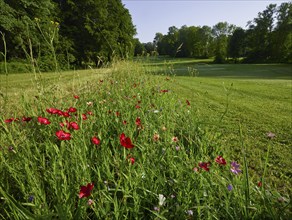 Golf course, flower meadow