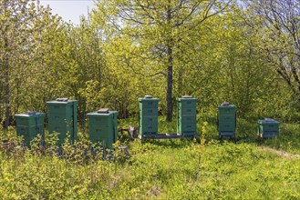 Bee hives in a deciduous forest glade in the summer