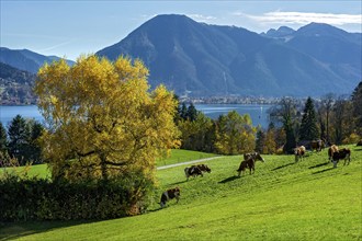 Cows on a pasture by the lake, Tegernsee with Wallberg, Mangfall mountains, Bavarian Prealps, Alps,