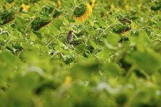 European goldfinch (Carduelis carduelis) in a sunflower field, July, Saxony, Germany, Europe