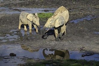 African forest elephants (Loxodonta cyclotis) in the Dzanga Bai forest clearing, Dzanga-Ndoki