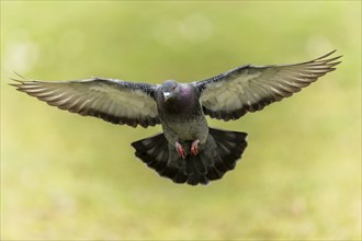 City dove (Columba livia forma domestica) in flight, wildlife, Germany, Europe