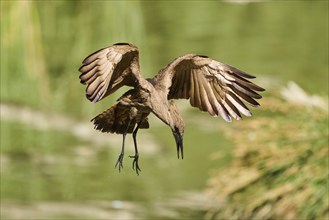 Hamerkop (Scopus umbretta) flying, landing, captive, distribution Africa