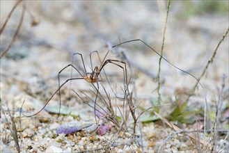 Horned weaver's garter (Phalangium opilio), male, standing with long legs erect on sandy soil with