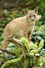 Eurasian lynx (Lynx lynx) youngster standing in a forest, Bavaria, Germany, Europe