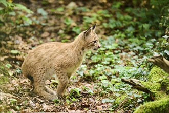 Eurasian lynx (Lynx lynx) youngster jumping in a forest, Bavaria, Germany, Europe