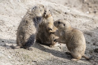 Prairie dogs (Cynomys ludovicianus), Emmen Zoo, Netherlands