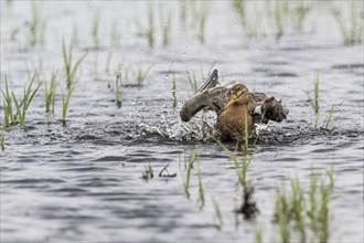 Black-tailed godwit (Limosa limosa), bathing, Lower Saxony, Germany, Europe