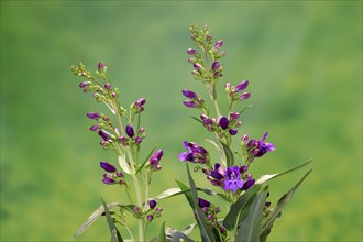 Upright bearded thread (Penstemon strictus), flower, flowering, Germany, Europe