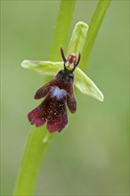 Fly orchid (Ophrys insectifera), Lower Saxony, Germany, Europe