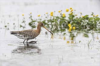 Black-tailed Godwit (Limosa limosa), Lower Saxony, Germany, Europe