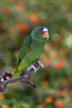 White-fronted amazon (Amazona albifrons), adult, in perch, Sonora Desert, Arizona, North America,