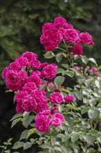 Red shrub rose (Rosa), Rhineland-Palatinate, Germany, Europe