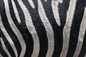 Detail, coat of a plains zebra (Equus quagga) on the belly, pattern, Etosha National Park, Namibia,