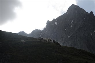 Sheep grazing on a mountain meadow, rocky mountain peaks behind, ascent to the Schönbichler Horn,