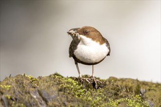 White-throated Dipper (Cinclus cinclus), at a torrent with larvae in its beak,