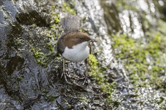 White-throated Dipper (Cinclus cinclus), at a torrent with larvae in its beak,