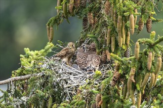 Common kestrel (Falco tinnunculus), female adult bird feeding young birds not yet ready to fly in