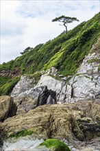 Rocks and Tree on cliff over Mothecombe Beach, Mothecombe, River Emme and Red Cove, Plymouth, South