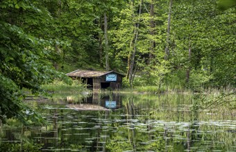 Small pond with dilapidated wooden shed in the water, Bad Reichenhall, Bavaria, Germany, Europe