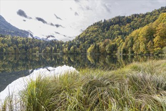 Freibergsee lake in autumn, behind it the Heni-Klopfer ski jump, Allgäu Alps, Allgäu, Bavaria,